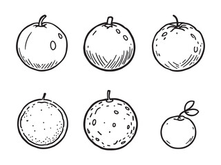 Oranges line art illustration