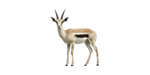 Graceful Gazelle Standing. Symbol Of Agility And Wilderness Isolated On Transparent Background