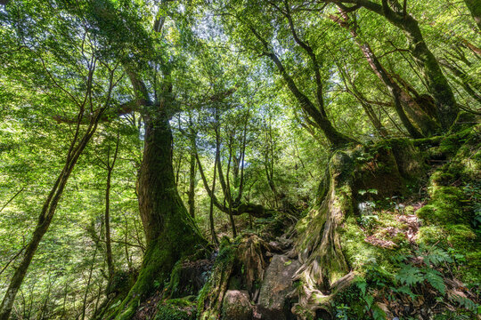 Fototapeta Old moss forest on Yakushima Island, Japan