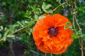 Summer banner with orange ornamental poppy pollinated by bee on climbing rose branches background on mesh metal fence in garden plot as garden landscaping concept