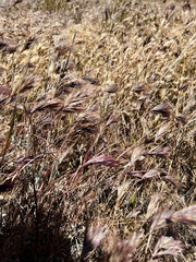 A closeup image on cheat grass or wild grass in an open field