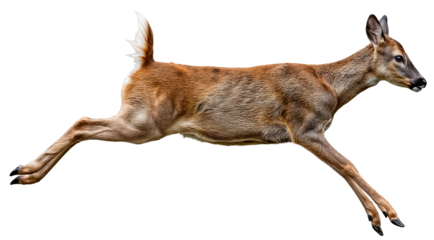 Side view of a running and jumping doe
