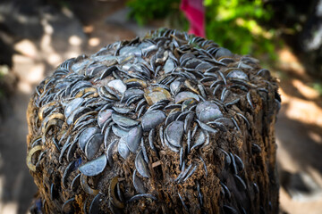 Wishing tree on Lama Top, Harsil Valley, India, with coins embedded in its stump. © Rupendra143