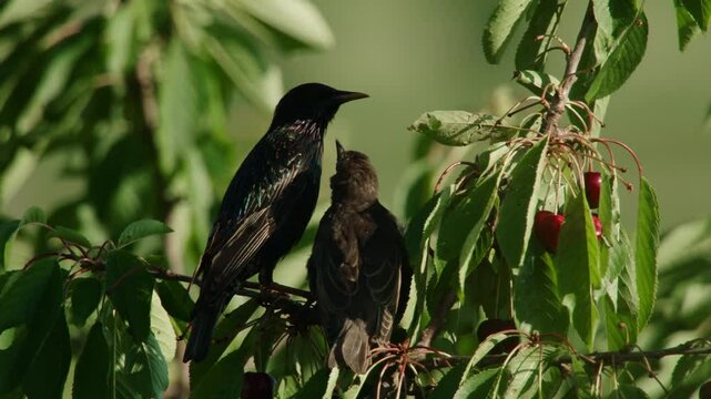 Starling feeding young with cherry