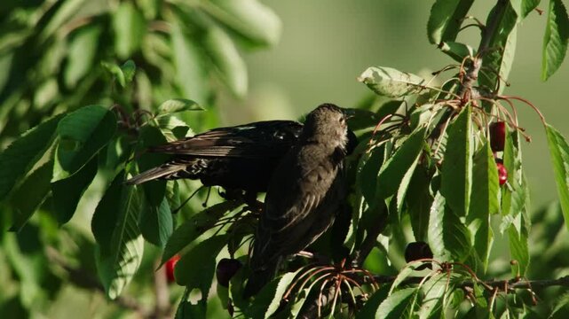 Starling feeding young with cherry