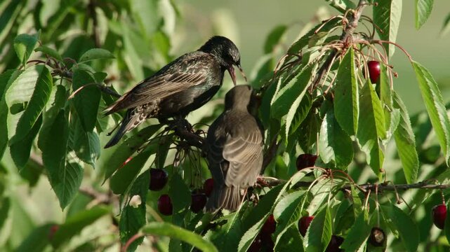 Starling feeding young with cherry