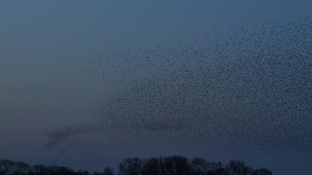 Starling bird murmuration in the sky during sunset at the end of a winter day. Huge groups of starlings flying (Sturnidae) in the sky moving in shape-shifting clouds before the night. Sparrow hawks bi