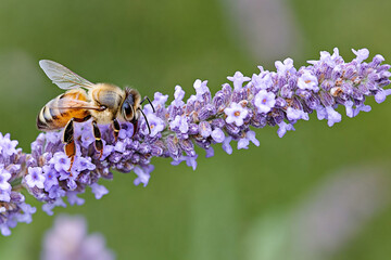 Fototapeta premium Close-up view of a bee diligently pollinating a vibrant flower in a sunny garden setting during spring