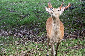 A magnificent deer with impressive antlers looks upwards in its natural habitat in Nara