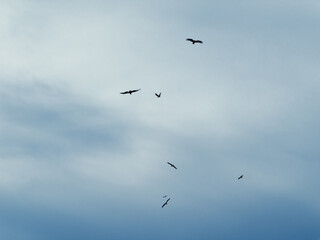 Fototapeta premium Birds gliding through light blue cloudy sky
