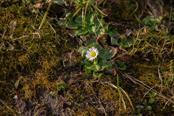 Single Wild Daisy Blooming on Mossy Ground in Early Spring