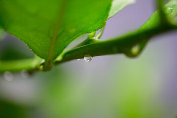 Droplet Hanging from Leaf Stem