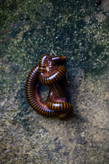 Coiled Millipede on Earthy Surface