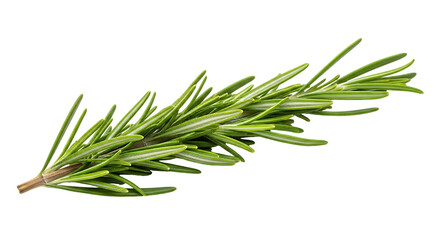 Fototapeta premium Fresh Rosemary Sprig Isolated on Black Background Culinary Herb Ingredient