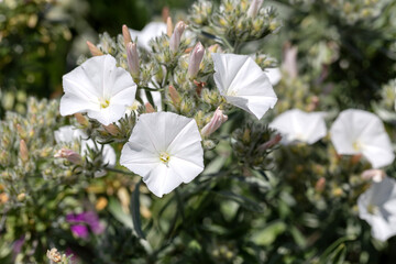 Evergreen shrub (Convolvulus cneorum) with white flowers growing close-up