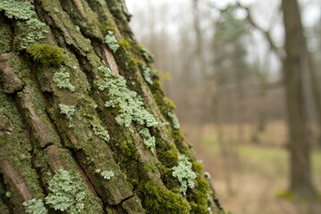 Obraz premium Close-Up View of a Tree Bark Covered with Lichens, Moss, and Fungi in a Serene Forest Environment with Soft Natural Light