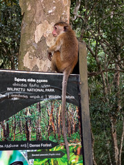 Toque macaque monkey spotted sitting on signpost on wildlife safari in Wilpattu National Park in Sri Lanka © Travelanza