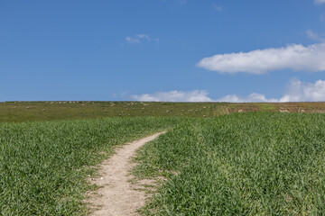 A South Downs farm landscape with a footpath through a field of crops and a blue sky overhead