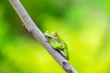 細い枝の上で昼寝するアオガエル
