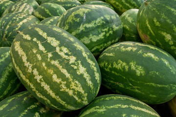 Fresh watermelons at the fruit and vegetable market