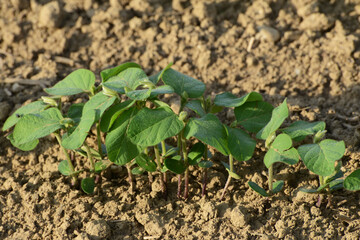 Sojabohnen, Glycine maximus,  Glycine max  im  2-4-6  Blattstadium