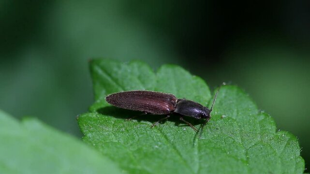 A Click Beetle, Agriotes sp. resting on a leaf. May. UK