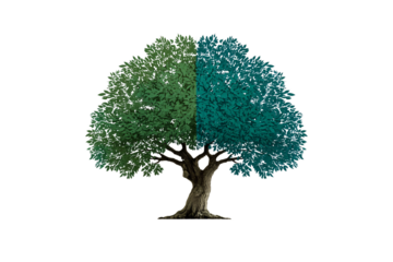 Beautiful tree with gradient foliage transitioning from green to teal blue in natural style, isolated on a transparent background