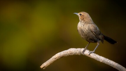 A close-up shot of a beautiful bird sitting on a tree trunk
