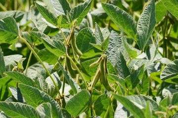 Sojabohnen, Glycine maximus,  Glycine max, Schotenansatz, Schotenbildung