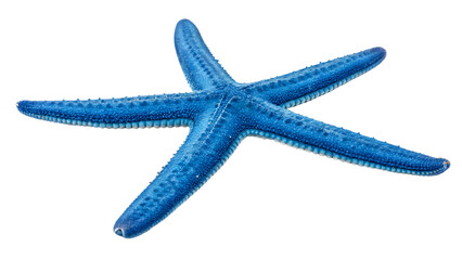 Vibrant Blue Starfish in Natural Light