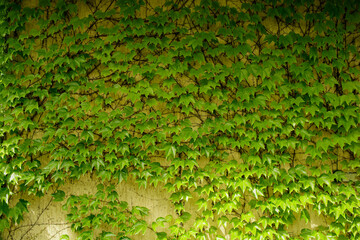 Parthenocissus tricuspidata foliage growing on a wall