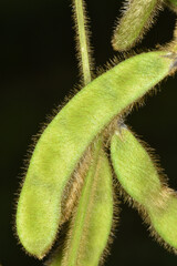 Sojabohnen, Glycine maximus,  Glycine max, grüne Schoten, Einzelpflanze