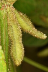 Fototapeta premium Sojabohnen, Glycine maximus, Glycine max, grüne Schoten, Einzelpflanze