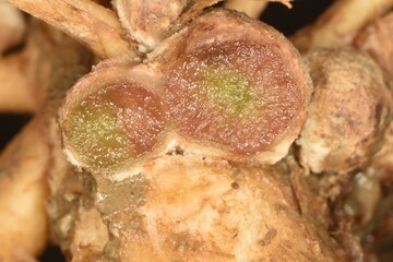 Sojabohnen; Glycine maximus; Glycine max, Wurzelknöllchen,  Knöllchenbakterien.