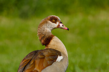 Egyptian goose close-up portrait