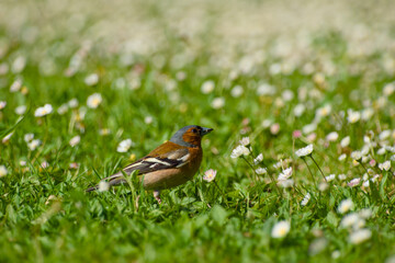 male chaffinch standing on the daisy meadow close-up