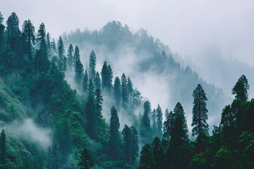 Misty Mountain Range With Dense Evergreen Forest
