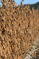 Sojabohnen, Glycine maximus,  Glycine max, Abreife, erntereif