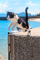 ジャンプする佐柳島の猫