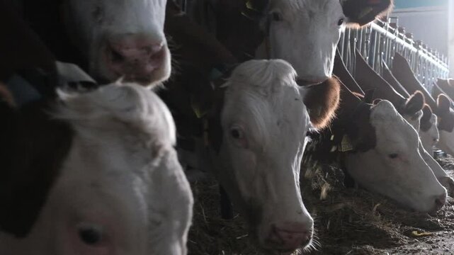 Morning feeding time on a modern farm. As light filters down on the rows of cows, the orderly structure of industrial animal husbandry is laid bare.