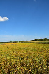 Obraz premium Sojabohnen, Glycine maximus, Glycine max, Trockenschäden