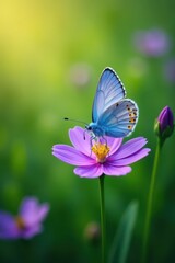 A lone blue butterfly delicately rests on a vibrant purple blossom in a field of green grass , outdoor, wings