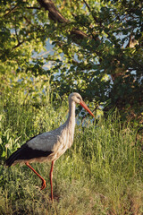 Photo of a white heron by the lake.