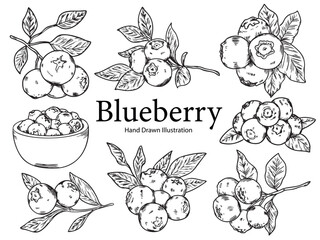 Set of hand drawn blueberry outline drawing illustration 2