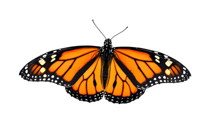 Fototapeta premium A monarch butterfly with open wings displaying orange and black patterns against a black background isolated with white background