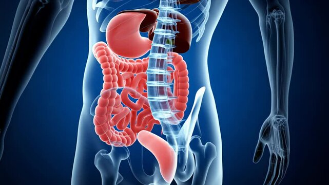 Dynamic visualization of human digestive system anatomy with rotational movement