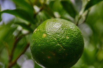 Close-up view of green Citrus reticulata Blanco or Neck Orange  Chana hanging on tree branch