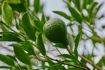 Close-up view of green Citrus reticulata Blanco or Neck Orange  Chana hanging on tree branch