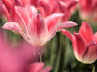 4月に美しく咲いた色とりどりのチューリップ