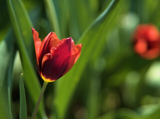 Fototapeta premium 4月に美しく咲いた色とりどりのチューリップ